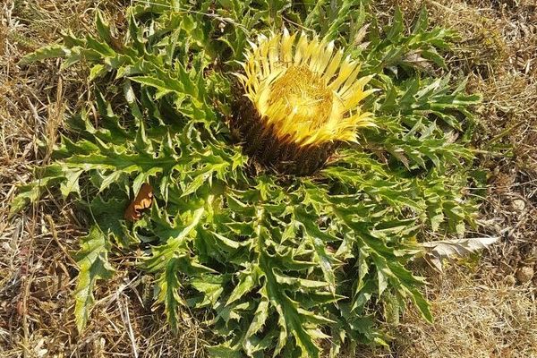 Acanthus-leaved carline-thistle