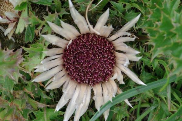 Stemless carline thistle