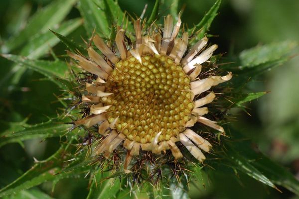 Carlina biebersteinii