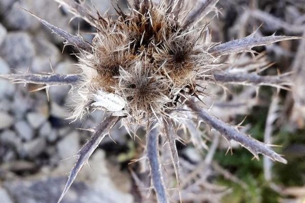 Corymbose carline-thistle