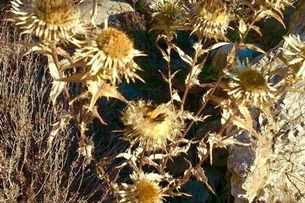 Carlina hispanica