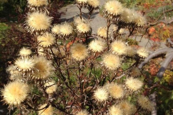 Carline thistle