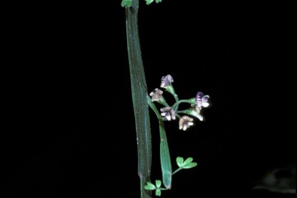 Carmichaelia australis