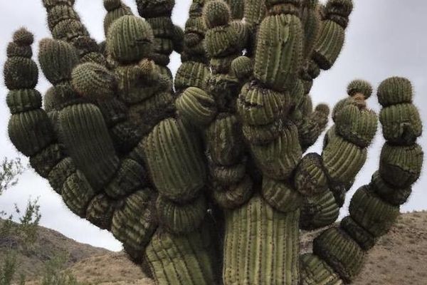 Sage-of-the-desert