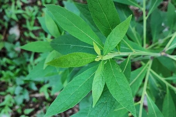 Carpesium abrotanoides