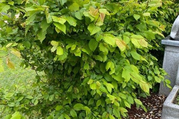 European hornbeam
