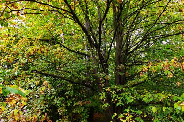 Sawa hornbeam