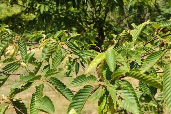 Japanese hornbeam