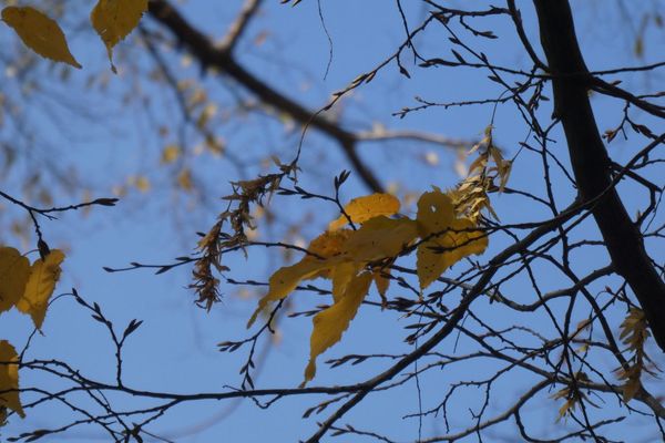 Carpinus laxiflora