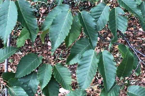 Asian hornbeam