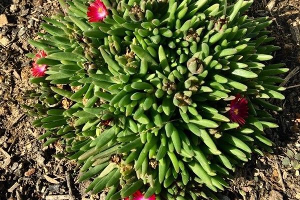 Hottentot fig