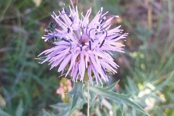 Carthamus carduncellus