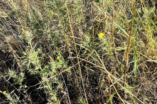 Distaff thistle