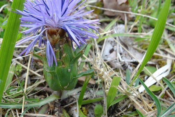Carthamus mitissimus