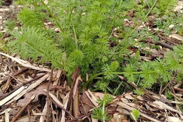 Caraway