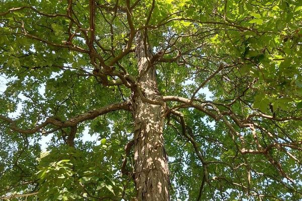Pignut hickory
