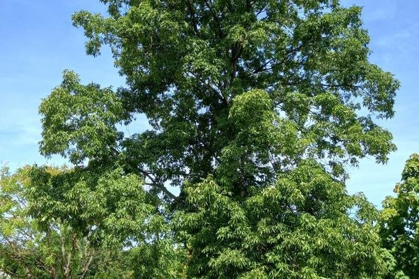 Shagbark hickory