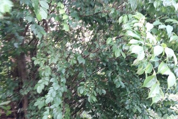 Wild honeytree