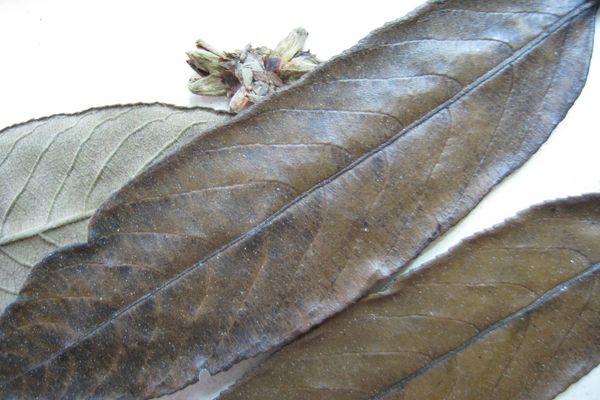 Casearia grandiflora