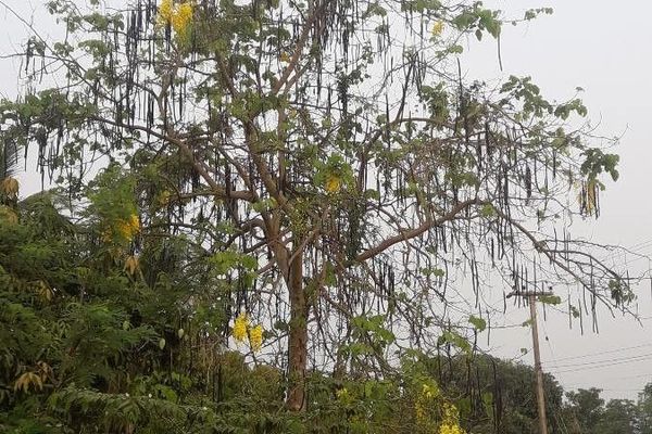 Indian-laburnum