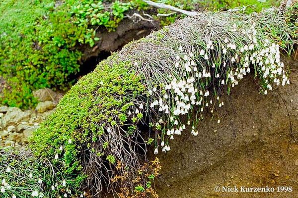 White arctic mountain heather