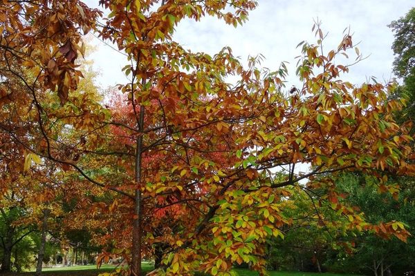 Japanese chestnut
