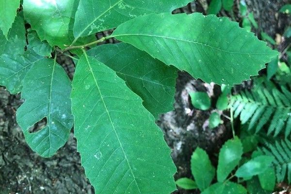 American chestnut