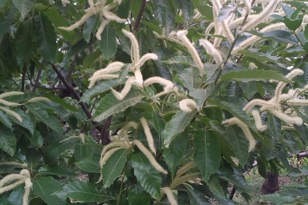Chinese chestnut