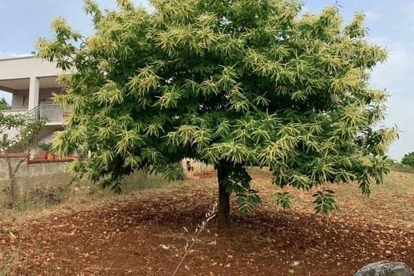 European chestnut