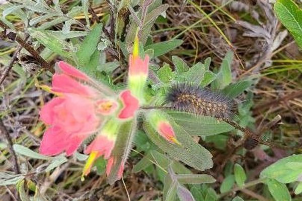 Coast indian paintbrush