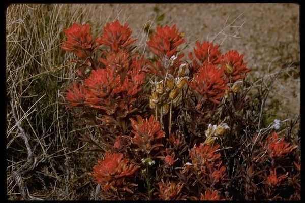 Wavy-leaf paintbrush
