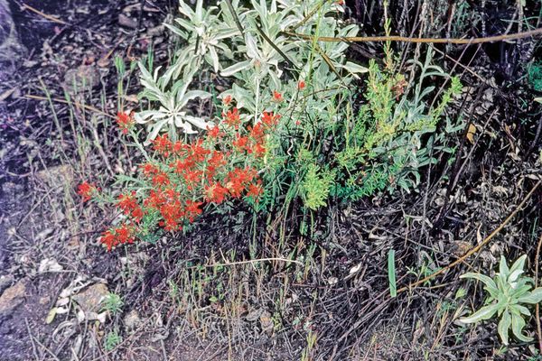 Woolly indian paintbrush