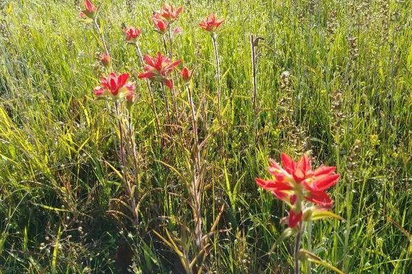 Texas paintbrush