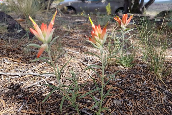 Wholeleaf indian paintbrush