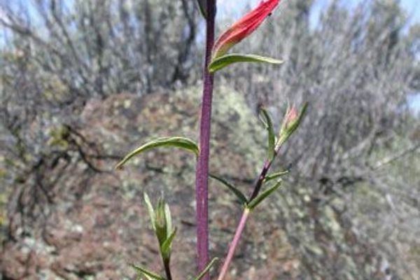 Wyoming paintbrush
