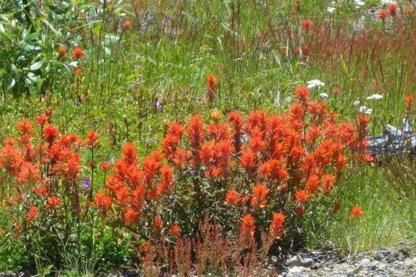 Scarlet paintbrush