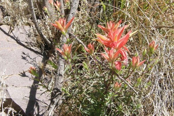 Santa catalina indian paintbrush