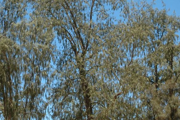 Australian beefwood