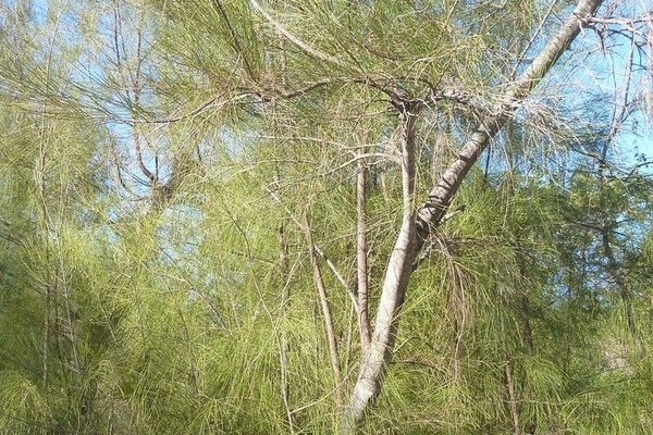 Brazilian-oak