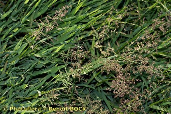 Water whorl-grass
