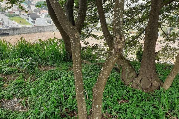 Northern catalpa