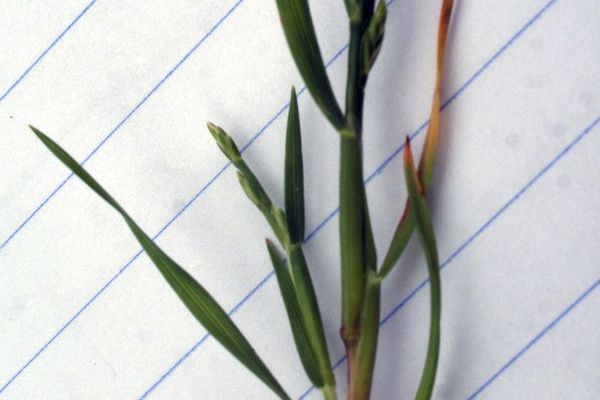 Sea-fern grass