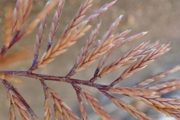 Fern grass
