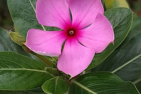 Cape periwinkle