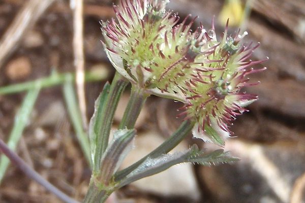 Caucalis platycarpos