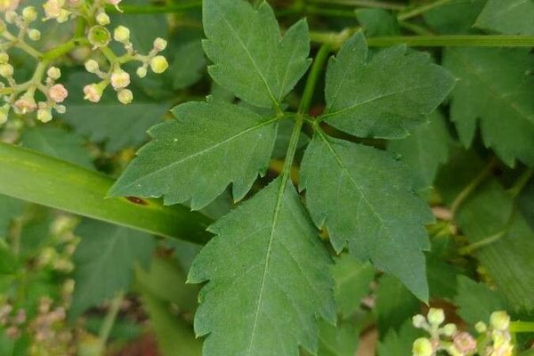 Causonis clematidea