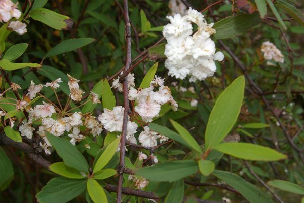 Ceanothus caeruleus
