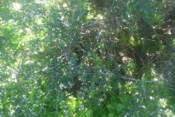 Cuneate ceanothus
