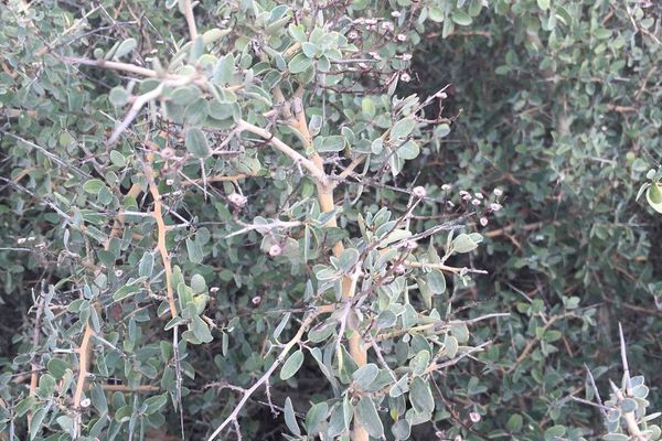Chaparral whitethorn