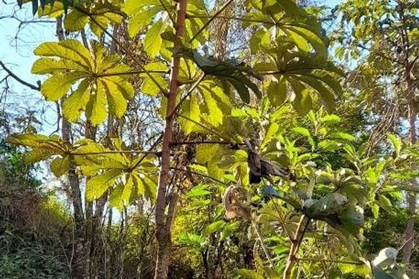 Ambay pumpwood